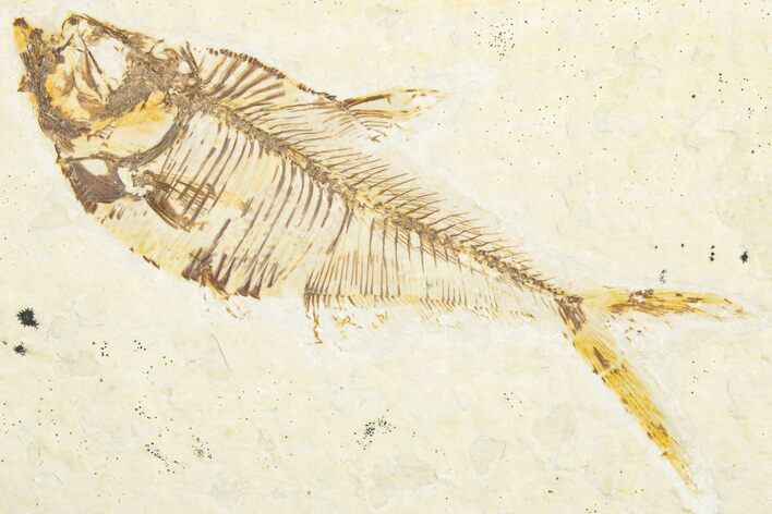 Detailed Fossil Fish (Diplomystus) - Wyoming #357600